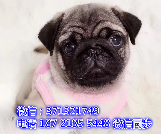 特价 巴哥犬出售纯种幼犬 专业繁殖专业发货 可上门看低