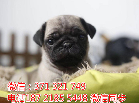 全国特惠巴哥犬纯种幼犬 支持上门 支持空运汽运 包健康蛔