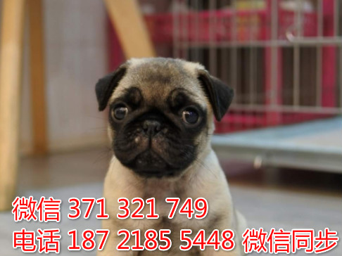 狗场批发零售泰迪犬博美犬比熊犬巴哥柯基犬宠物狗狗擦