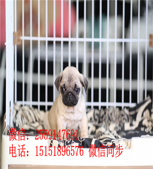扬州鹰版八哥出售 扬州八哥犬舍 扬州纯种巴哥