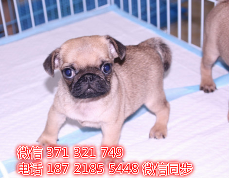 巴哥犬宠物买卖 宠物市场 宠物狗狗图片宠物网 犬舍揖