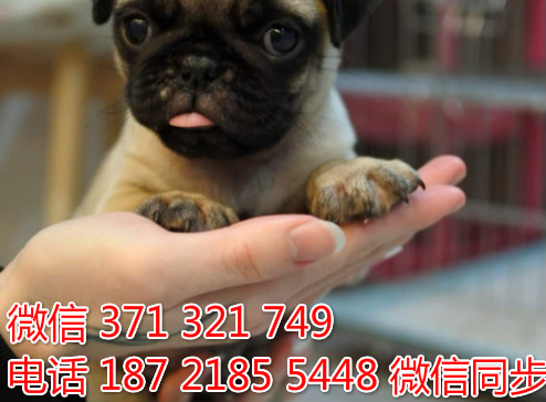 狗场批发零售泰迪犬博美犬比熊犬巴哥柯基犬宠物狗狗春