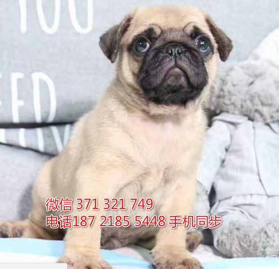 巴哥犬出售 宠物狗狗  宠物市场 狗狗图片 买卖狗狗纲