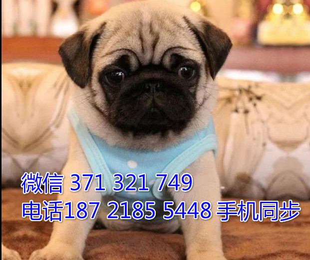 巴哥犬出售 宠物狗狗  宠物市场 狗狗图片 买卖狗狗嘎