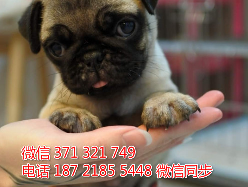 狗场批发零售泰迪犬博美犬比熊犬巴哥柯基犬宠