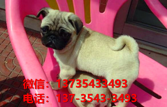 深圳狗场出售纯种巴哥犬幼犬短毛哈巴狗幼犬卖