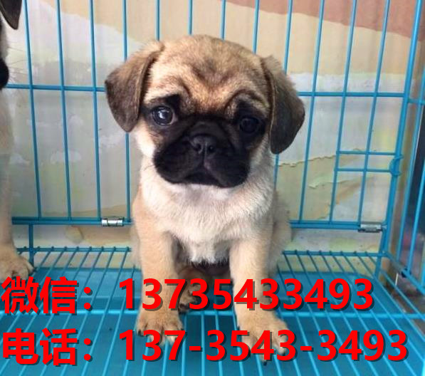 湖南长沙狗场出售纯种巴哥犬幼犬短毛哈巴狗幼犬卖狗买狗地方