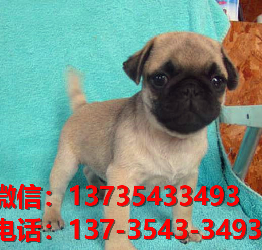 湖南长沙狗场出售纯种巴哥犬幼犬短毛哈巴狗幼犬卖狗买狗地方