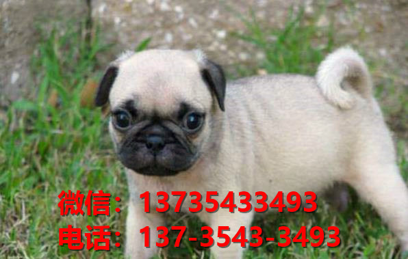 威海宠物狗犬舍领养纯种巴哥犬网上卖狗买狗网