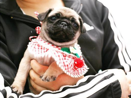 广州巴哥犬 正规狗场 售后保健康纯种 可送货