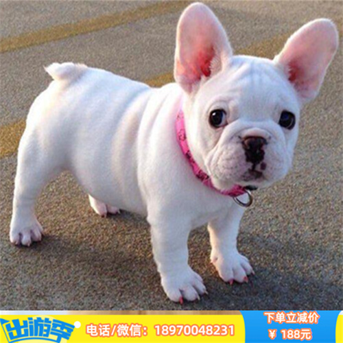 上海哪里宠物狗便宜 上海本地繁殖纯种巴哥