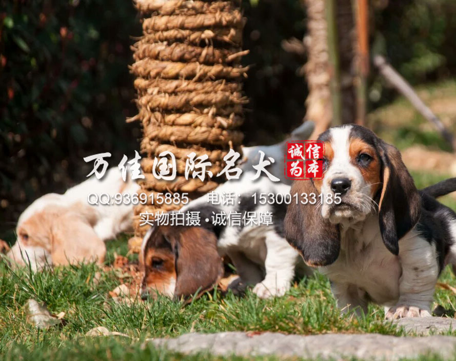 北京哪里有巴吉度 巴吉度多少钱 巴吉度图片