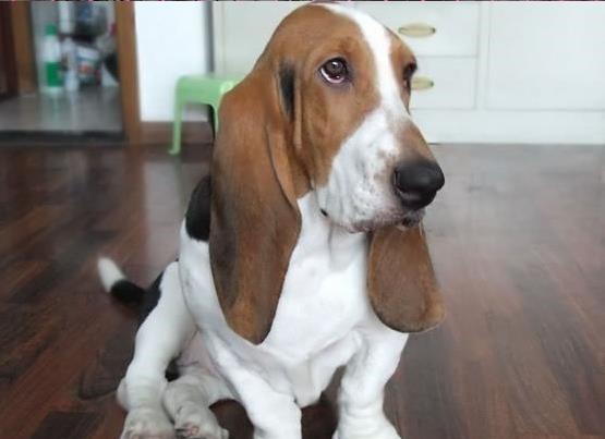 石家庄宠物狗狗出售纯种巴吉度猎犬狗市场卖狗