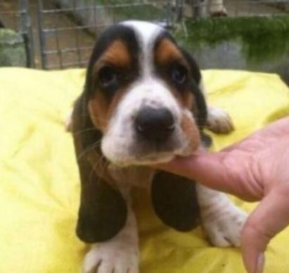 重庆宠物狗狗出售纯种巴吉度猎犬狗市场卖狗买