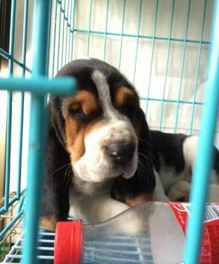 长沙宠物狗狗出售纯种巴吉度猎犬狗市场卖狗买