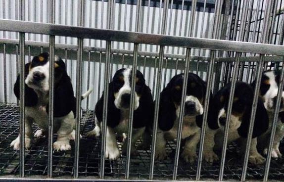 杭州宠物狗狗出售纯种巴吉度猎犬狗市场卖狗买