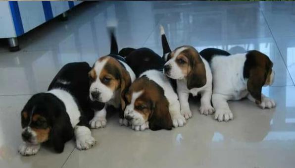 合肥宠物狗狗出售纯种巴吉度猎犬狗市场卖狗买