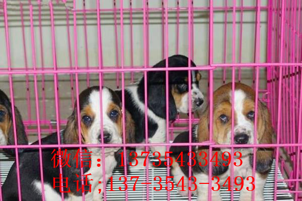 北京宠物狗狗出售纯种巴吉度猎犬狗市场卖狗买狗哪有