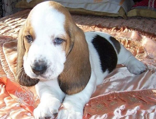 济南宠物狗狗出售纯种巴吉度猎犬狗市场卖狗买