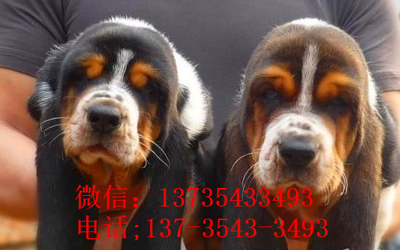 南京宠物狗狗出售纯种巴吉度猎犬狗市场卖狗买狗哪有