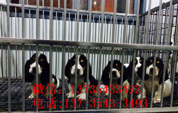 成都宠物狗狗出售纯种巴吉度猎犬狗市场卖狗买狗哪有
