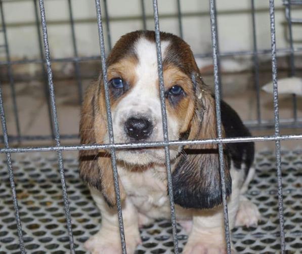 北京宠物狗狗出售纯种巴吉度猎犬狗市场卖狗买