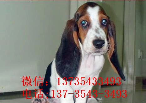 海口宠物狗狗出售纯种巴吉度猎犬狗市场卖狗买狗哪有