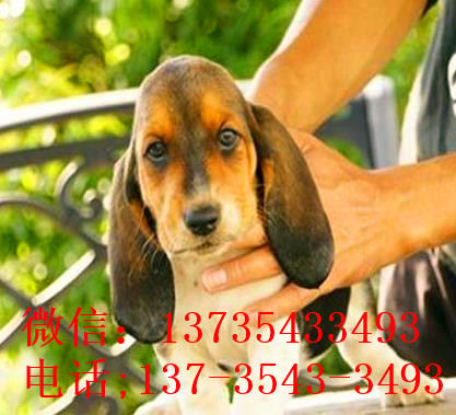 南京宠物狗狗出售纯种巴吉度猎犬狗市场卖狗买狗哪有