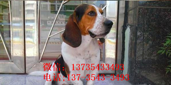 济南宠物狗狗出售纯种巴吉度猎犬狗市场卖狗买狗哪有