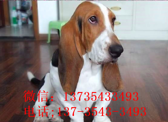 北京宠物狗狗出售纯种巴吉度猎犬狗市场卖狗买狗哪有