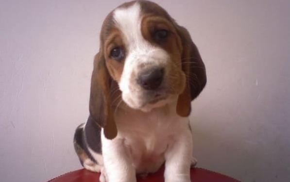 郑州宠物狗狗出售纯种巴吉度猎犬狗市场卖狗买