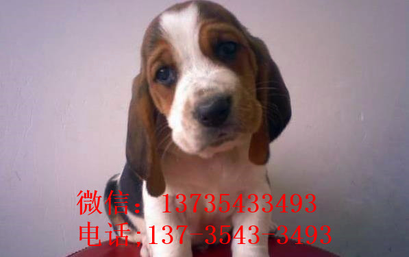 石家庄宠物狗狗出售纯种巴吉度猎犬狗市场卖狗买狗哪有