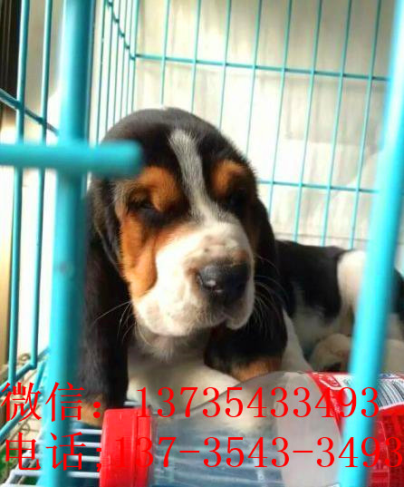 济南宠物狗狗出售纯种巴吉度猎犬狗市场卖狗买狗哪有