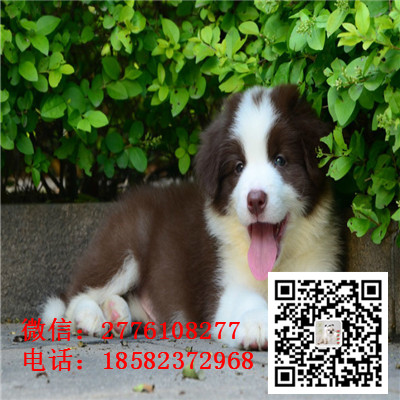 九龙坡哪里有卖边境牧羊犬 边牧黑白色红色高