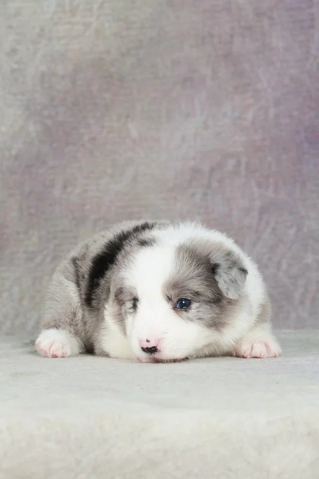 青岛黑白边牧多少钱 青岛咖啡色边牧价格 青岛