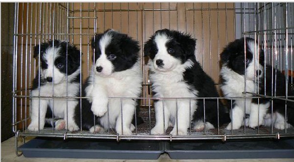 重庆哪里出售边境牧羊犬纯种边境牧羊犬多少钱