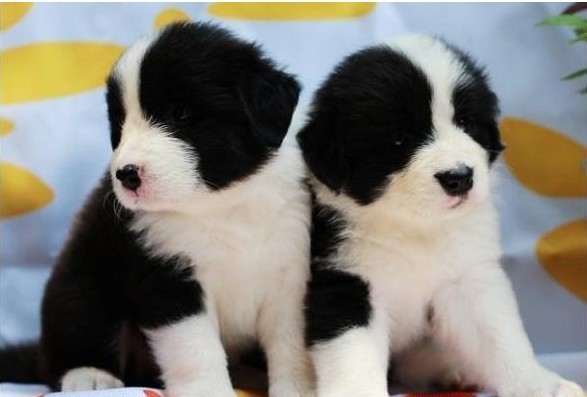 重庆哪里出售边境牧羊犬纯种边境牧羊犬多少钱