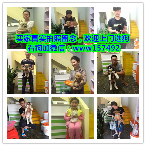 武汉市区哪里有宠物狗卖 武汉哪里有宠物店