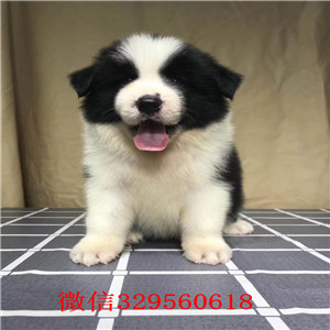  青岛出售七白到位精品边境牧羊犬，纯种边牧
