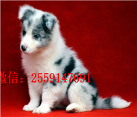 黄石黑白边牧怎么卖 黄石边牧多少钱 黄石咖啡