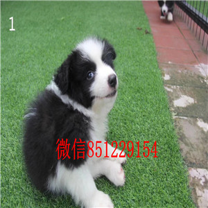 超高智商乖巧听话的青岛边境牧羊犬找爸爸妈妈