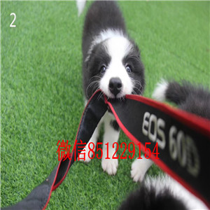 赛级边境幼犬 通脖通缝 品质优品相正 酬宾中