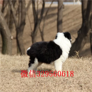 周口哪里有宠物店卖边牧出售纯种健康边境犬纯