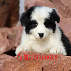 珠海哪里有宠物店卖边牧边境牧羊犬图片纯种边牧幼犬 边牧价格边境牧羊犬基地