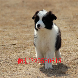 朝阳哪里有宠物店卖边牧边牧幼犬宠物狗活体纯