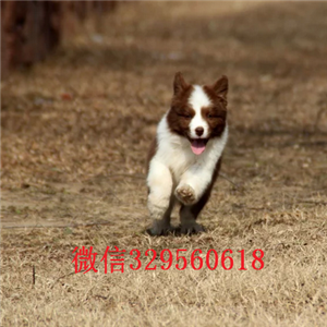 淮北哪里有卖边境牧羊犬的边牧狗场 边牧犬舍