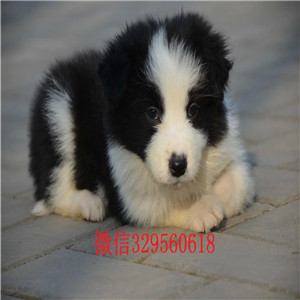 日照哪里有宠物店卖边牧边境牧羊犬多少钱一只