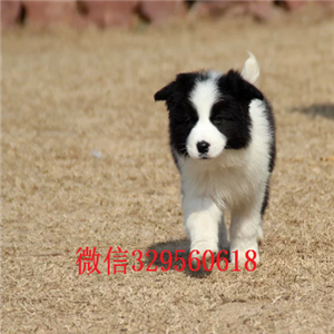 鹤岗哪里有宠物店卖边牧专业繁殖精品边境牧羊