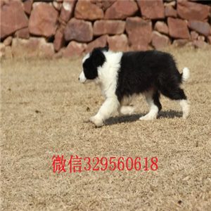 郑州本地哪里有边牧出售边境牧羊犬多少钱一只