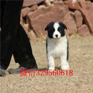 垫江哪里有出售边牧的纯种边境牧羊犬健康有保